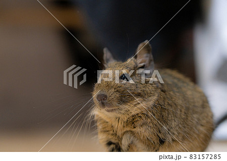 【ペット】部屋んぽ中のデグー【小動物】 【ペット】部屋んぽ中のデグー【小動物】 83157285