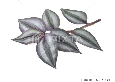 Silver Inch Plant (Tradescantia zebrina)  isolated on white background. 83157341