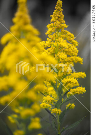 セイタカアワダチソウ 83157436