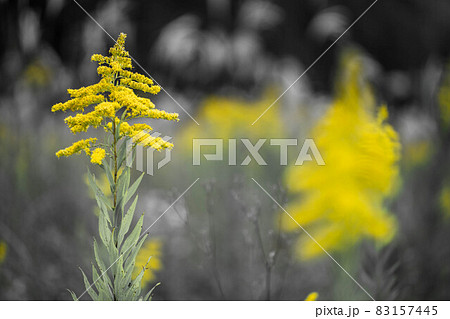 セイタカアワダチソウ 83157445