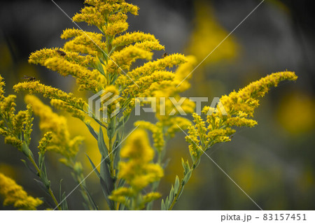 セイタカアワダチソウ 83157451