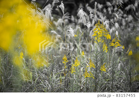 セイタカアワダチソウ 83157455