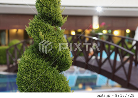Beautiful green plant near the hotel, close up Beautiful green plant near the hotel, close up 83157729