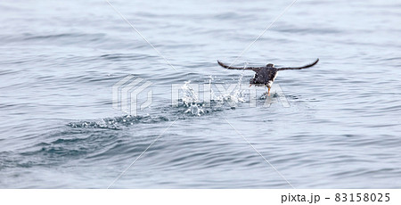 Puffin flying over the water, Atlantic ocean near Iceland 83158025
