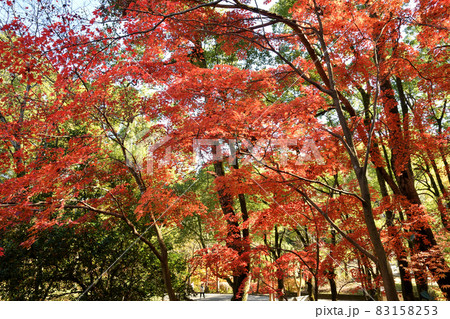 生田緑地の紅葉 生田緑地の紅葉 83158253