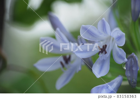 アガパンサスの花のアップと水滴 83158363