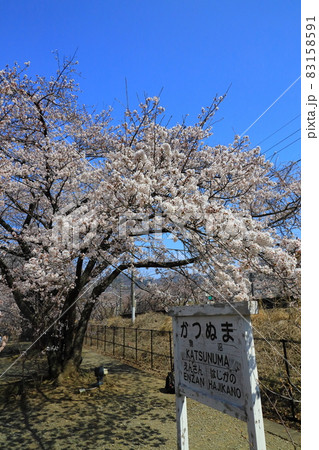 春、桜の花満開の信州勝沼ぶどう郷駅 春、桜の花満開の信州勝沼ぶどう郷駅 83158591