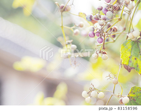 秋の陽に当たる野ブドウ 83158596