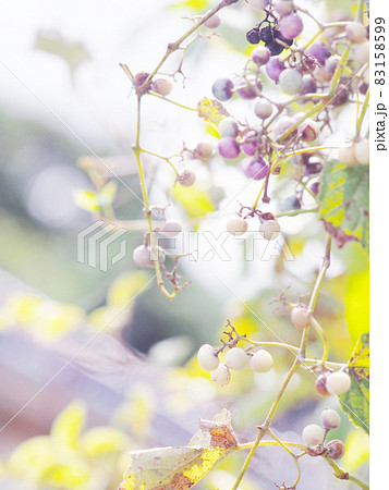 秋の陽に当たる野ブドウ 83158599