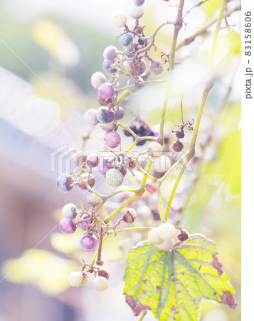 秋の陽に当たる野ブドウ 83158606