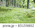森の風景 83159802