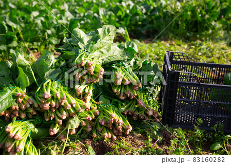 Bunches of ripe spinach on a farm field 83160282