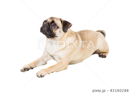 Pug dog isolated on white background 83160288