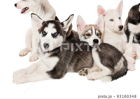 group of happy siberian husky puppies on white group of happy siberian husky puppies on white 83160348