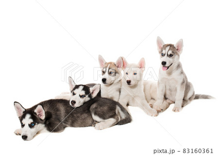 group of happy siberian husky puppies on white group of happy siberian husky puppies on white 83160361