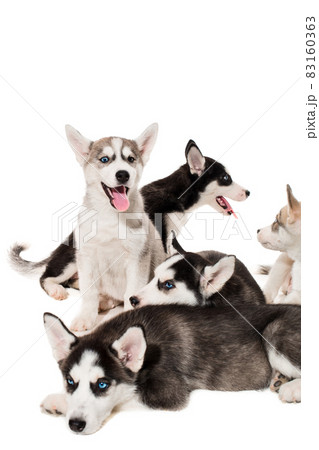 group of happy siberian husky puppies on white 83160363