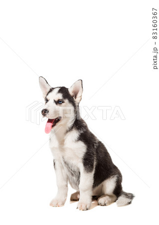 Siberian Husky puppy isolated on a white background Siberian Husky puppy isolated on a white background 83160367