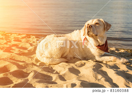Old white dog Labrador Retriever is lying on the beach with full of sand close to river, hot and sunny summer. Sun flare Old white dog Labrador Retriever is lying on the beach with full of sand close to river, hot and sunny summer. Sun flare 83160388