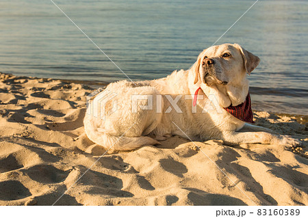 Old white dog Labrador Retriever is lying on the beach with full of sand close to river, hot and sunny summer Old white dog Labrador Retriever is lying on the beach with full of sand close to river, hot and sunny summer 83160389