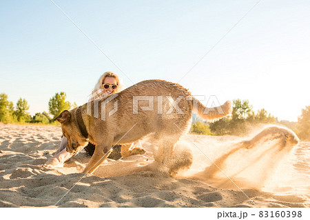 Yellow Labrador Retriever digging in the sand at a beach on a sunny day. Yellow Labrador Retriever digging in the sand at a beach on a sunny day. 83160398