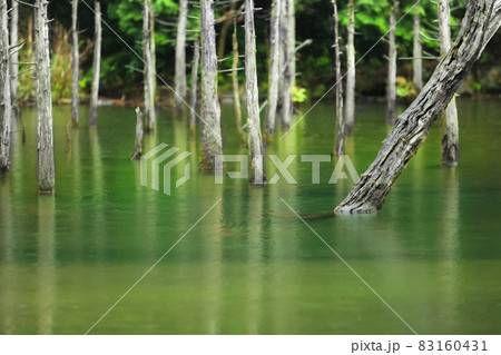 有名な白骨林の湖風景です。静寂感を引き立てる背景にどうぞ。 83160431