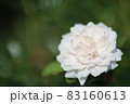 白いバラ 83160613