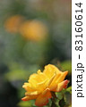 黄色のバラ 83160614
