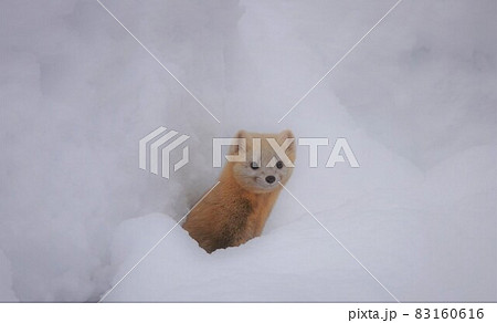 雪穴から顔を出すエゾクロテン 雪穴から顔を出すエゾクロテン 83160616
