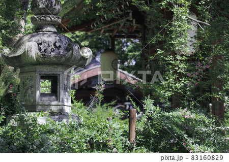 京都、梨木神社に咲く萩の花と拝殿と本殿が見える景色	 83160829