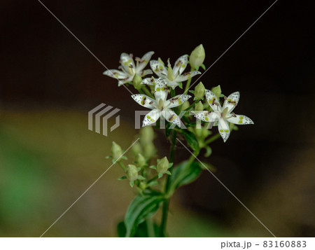 アケボノソウの花 83160883