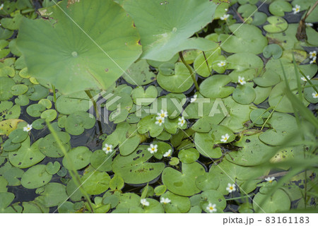 池に白いガガブタの花が咲いています。学名はNymphoides indicaです。 池に白いガガブタの花が咲いています。学名はNymphoides indicaです。 83161183