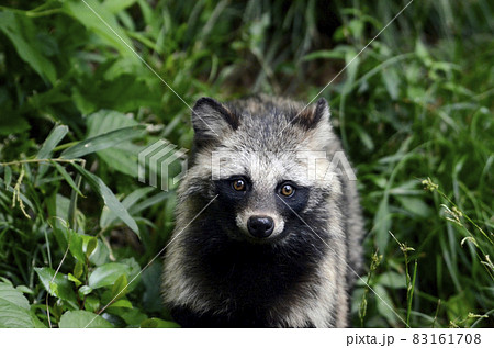 タヌキの写真素材 [83161708] - PIXTA