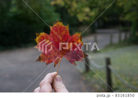 Closeup of red autumnal maple leaf in hand in a public garden Closeup of red autumnal maple leaf in hand in a public garden 83161850