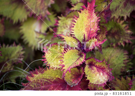 Closeup od red leaves of perilla plant in a public garden 83161851
