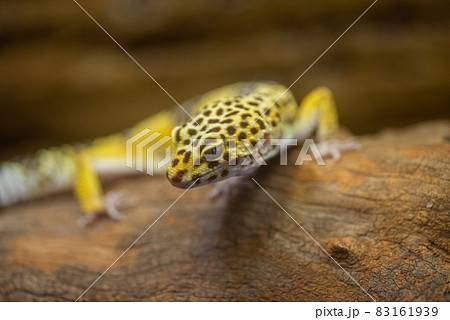 ヒョウモントカゲモドキ 83161939