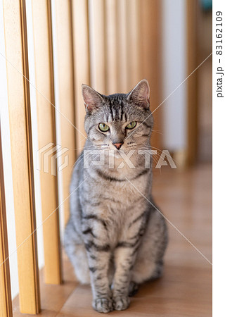 座っている猫　サバトラ猫 83162109