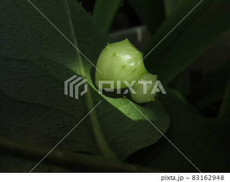 バラハタマフシの虫えい（b） 83162948