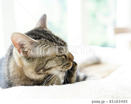 床に寝そべって前足を口に当て目を瞑る猫の横顔 床に寝そべって前足を口に当て目を瞑る猫の横顔 83163495