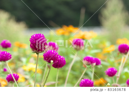 センニチコウの紫花 83163678