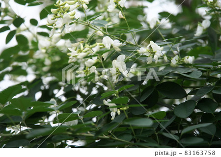 シロハギ【緑背景】 83163758