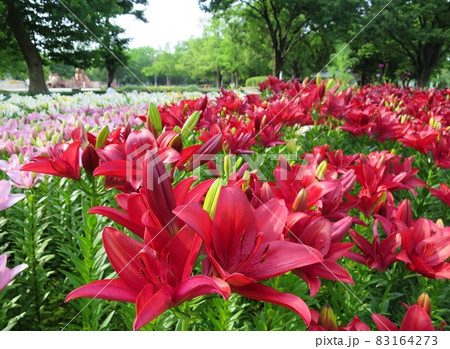 千種公園 千種公園 83164273