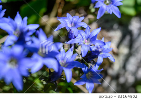 ミヤマリンドウ 83164802