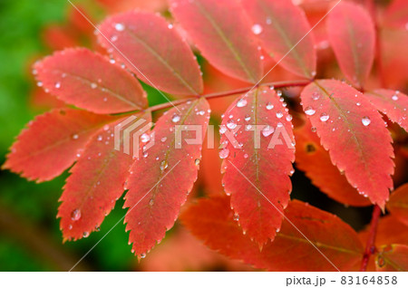 ナナカマドの紅葉 ナナカマドの紅葉 83164858