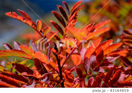 ナナカマドの紅葉 ナナカマドの紅葉 83164859