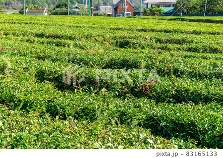 Green tea on a sunny day,tea plantation natural background. Green tea on a sunny day,tea plantation natural background. 83165133
