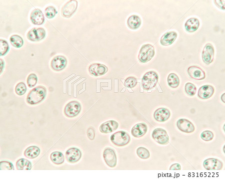 酵母菌の観察 83165225