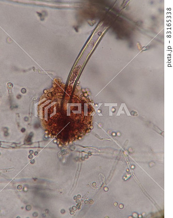 黒麹カビの胞子 83165338