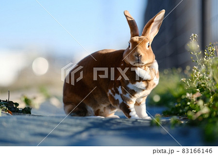 うさんぽ中のミニレッキスの女の子 83166146