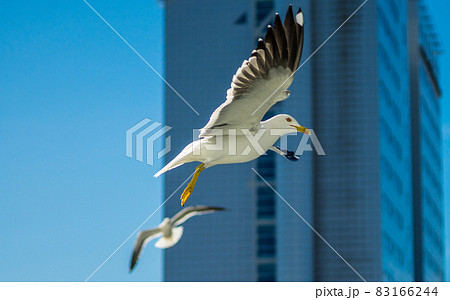 White sea gull in the background of a skyscraper. White sea gull in the background of a skyscraper. 83166244