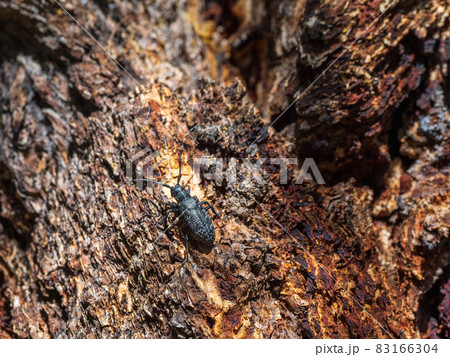 Natural background with a beetle. large black barbel beetle crawls along the brown bark of a tree in the forest. Close up, copy space. 83166304